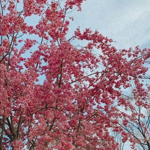 Meet your Posher, Shaima